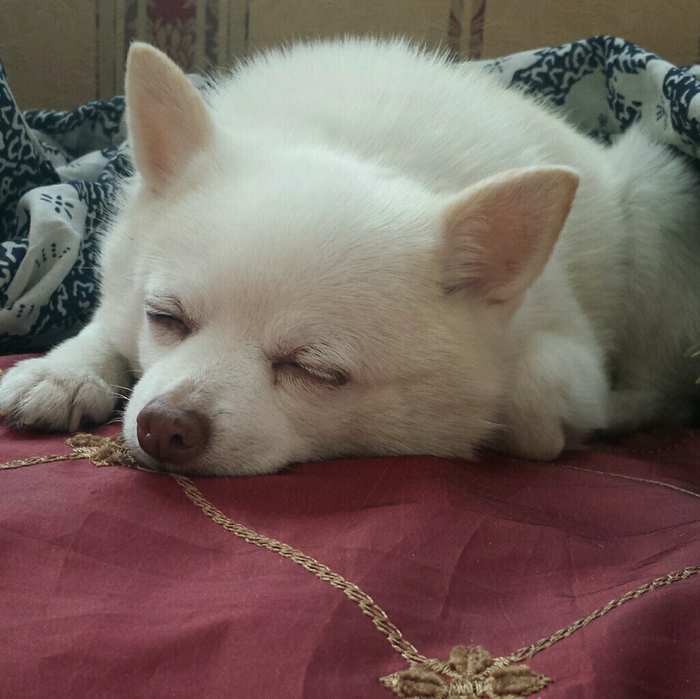 Meet your Posher, Fereshteh